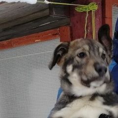 Подробнее об объявлении «Архангельск Пропала собака кобель пёс кличка бес» Фото: пропала собака  «Архангельск Пропала собака кобель пёс кличка бес» в г. Архангельск