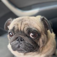 Подробнее об объявлении «Волгоград Пропала собака» Фото: пропала собака Мопс «Волгоград Пропала собака» в г. Волгоград