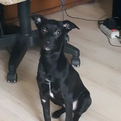 Подробнее об объявлении «Химки Пропала собака черного цвета в химках» Фото: пропала собака  «Химки Пропала собака черного цвета в химках» в г. Химки