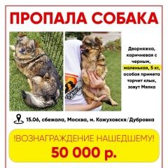 Подробнее об объявлении «Москва Пропала собака» Фото: пропала собака  «Москва Пропала собака» в г. Москва