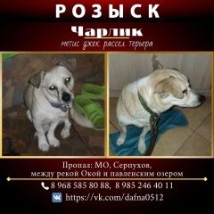 Подробнее об объявлении «Серпухов Пропала собака кобель старый кобелек чарлик» Фото: пропала собака  «Серпухов Пропала собака кобель старый кобелек...» в г. Серпухов