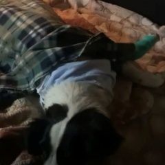 Подробнее об объявлении «Темрюк Пропала собака» Фото: пропала собака  «Темрюк Пропала собака» в г. Темрюк