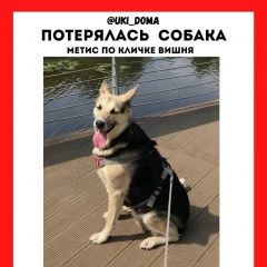 Подробнее об объявлении «Пропала собака Санкт-Петербург» Фото: пропала собака  «Пропала собака Санкт-Петербург» в г. Санкт-Петербург