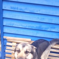 Подробнее об объявлении «Темрюк Пропала собака» Фото: пропала собака  «Темрюк Пропала собака» в г. Темрюк