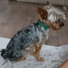 Подробнее об объявлении «Пропала собака кобель Жлобин» Фото: пропала собака Йоркширский терьер «Пропала собака кобель Жлобин» в г. Жлобин