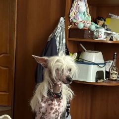 Подробнее об объявлении «Ногинск Пропала собака кобель» Фото: пропала собака Китайская хохлатая собака «Ногинск Пропала собака кобель» в г. Ногинск