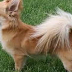 Подробнее об объявлении «Деденево Пропала собака в деревне шуколово» Фото: пропала собака Немецкий шпиц «Деденево Пропала собака в деревне шуколово» в г. Деденево