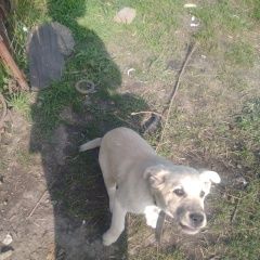 Подробнее об объявлении «Хабаровск Пропала собака кобель щенок малыш найдись» Фото: пропала собака  «Хабаровск Пропала собака кобель щенок малыш...» в г. Хабаровск