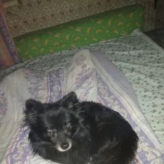 Подробнее об объявлении «Королев Пропала собака кобель» Фото: пропала собака Японский шпиц «Королев Пропала собака кобель» в г. Королев