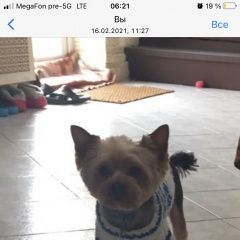 Подробнее об объявлении «Воронеж Пропала собака кобель йорк» Фото: пропала собака  «Воронеж Пропала собака кобель йорк» в г. Воронеж