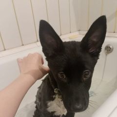 Подробнее об объявлении «Хабаровск Пропала собака» Фото: пропала собака  «Хабаровск Пропала собака» в г. Хабаровск