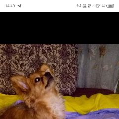 Подробнее об объявлении «Новоалтайск Пропала собака чихуахуа» Фото: пропала собака Чихуахуа «Новоалтайск Пропала собака чихуахуа» в г. Новоалтайск