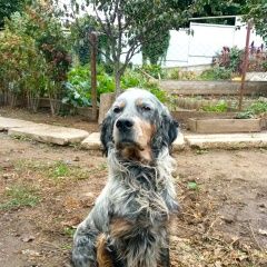 Подробнее об объявлении «Ростов-на-Дону Пропала собака кобель сеттер» Фото: пропала собака Английский сеттер «Ростов-на-Дону Пропала собака кобель сеттер» в г. Ростов-на-Дону