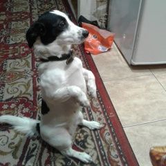 Подробнее об объявлении «Благовещенск (Амурская обл.) Пропала собака» Фото: пропала собака Джек рассел терьер «Благовещенск (Амурская обл.) Пропала собака» в г. Благовещенск (Амурская обл.)