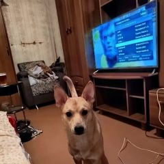 Подробнее об объявлении «Красноярск Пропала собака» Фото: пропала собака  «Красноярск Пропала собака» в г. Красноярск