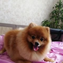 Подробнее об объявлении «Астрахань Пропала собака кобель срочно» Фото: пропала собака Померанский шпиц «Астрахань Пропала собака кобель срочно» в г. Астрахань
