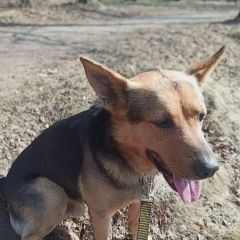 Подробнее об объявлении «Мытищи Пропала собака кобель» Фото: пропала собака Немецкая овчарка «Мытищи Пропала собака кобель» в г. Мытищи