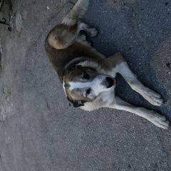 Подробнее об объявлении «Ульяновск Пропала собака» Фото: пропала собака  «Ульяновск Пропала собака» в г. Ульяновск