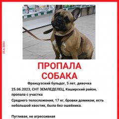 Подробнее об объявлении «Кашира Пропала собака» Фото: пропала собака Французский бульдог «Кашира Пропала собака» в г. Кашира