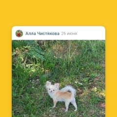 Подробнее об объявлении «Ижевск Пропала собака» Фото: пропала собака Чихуахуа «Ижевск Пропала собака» в г. Ижевск