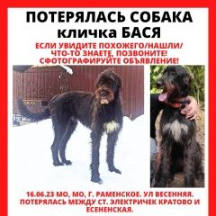 Подробнее об объявлении «Раменское Пропала собака помогите найти собаку.» Фото: пропала собака Ирландский волкодав «Раменское Пропала собака помогите найти собаку.» в г. Раменское