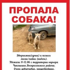 Подробнее об объявлении «Воскресенск Пропала собака и собаки» Фото: пропала собака  «Воскресенск Пропала собака и собаки» в г. Воскресенск