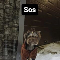 Подробнее об объявлении «Мурманск Пропала собака» Фото: пропала собака Йоркширский терьер «Мурманск Пропала собака» в г. Мурманск