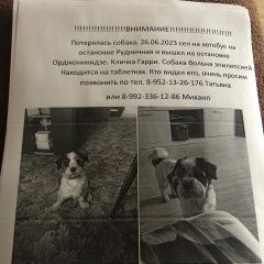 Подробнее об объявлении «Верхняя Пышма Пропала собака кобель, отзывается на кличку гарик» Фото: пропала собака Йоркширский терьер «Верхняя Пышма Пропала собака кобель, отзывается...» в г. Верхняя Пышма