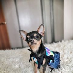 Подробнее об объявлении «Томск Пропала собака» Фото: пропала собака Чихуахуа «Томск Пропала собака» в г. Томск