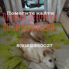 Подробнее об объявлении «Пропала собака розыск алабая Лосино-Петровский» Фото: пропала собака Среднеазиатская овчарка «Пропала собака розыск алабая Лосино-Петровский» в г. Лосино-Петровский