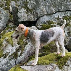 Подробнее об объявлении «Анапа Пропала собака» Фото: пропала собака Фокстерьер «Анапа Пропала собака» в г. Анапа