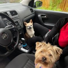 Подробнее об объявлении «Нарофоминск Пропала собака нашли двух красавцев» Фото: пропала собака  «Нарофоминск Пропала собака нашли двух красавцев» в г. Нарофоминск