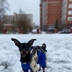 Подробнее об объявлении «Кожевниково Пропала собака кобель» Фото: пропала собака Той-терьер «Кожевниково Пропала собака кобель» в г. Кожевниково