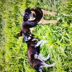 Подробнее об объявлении «Пропала собака и две собаки Судогда» Фото: пропала собака  «Пропала собака и две собаки Судогда» в г. Судогда