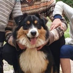 Картинка пропала собака В городе Луганск потерян собакен. Луганск