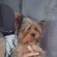 Подробнее об объявлении «Пропала собака кобель йорик пашковка Краснодар» Фото: пропала собака Йоркширский терьер «Пропала собака кобель йорик пашковка Краснодар» в г. Краснодар