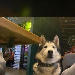 Подробнее об объявлении «Армавир Пропала собака кобель хаски по имени ларс» Фото: пропала собака Сибирская хаски «Армавир Пропала собака кобель хаски по имени ларс» в г. Армавир