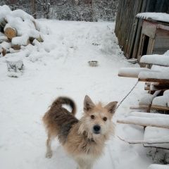 Подробнее об объявлении «Некрасовское Пропала собака кобель незаконный отлов» Фото: пропала собака  «Некрасовское Пропала собака кобель незаконный...» в г. Некрасовское