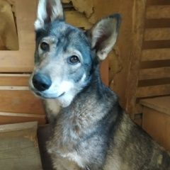 Подробнее об объявлении «Пропала собака Барыбино» Фото: пропала собака  «Пропала собака Барыбино» в г. Барыбино