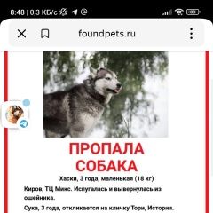 Подробнее об объявлении «Киров (Кировская обл.) Пропала собака» Фото: пропала собака Сибирская хаски «Киров (Кировская обл.) Пропала собака» в г. Киров (Кировская обл.)