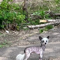 Подробнее об объявлении «Железногорск Пропала собака кобель, по кличке пикки» Фото: пропала собака Китайская хохлатая собака «Железногорск Пропала собака кобель, по кличке...» в г. Железногорск