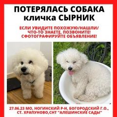 Подробнее об объявлении «Москва Пропала собака кобель сырник» Фото: пропала собака  «Москва Пропала собака кобель сырник» в г. Москва