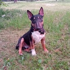 Подробнее об объявлении «Пицунда Пропала собака кобель. минибультерьер» Фото: пропала собака Бультерьер «Пицунда Пропала собака кобель. минибультерьер» в г. Пицунда