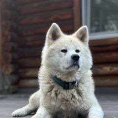 Подробнее об объявлении «Новосибирск Пропала собака кобель акитаину» Фото: пропала собака Акита-ину «Новосибирск Пропала собака кобель акитаину» в г. Новосибирск