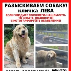 Подробнее об объявлении «Москва Пропала собака кобель золотистый ретривер лева» Фото: пропала собака Голден ретривер «Москва Пропала собака кобель золотистый...» в г. Москва