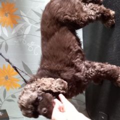 Подробнее об объявлении «Пропала собака убежала амкокер Дегтярск» Фото: пропала собака Американский кокер-спаниель «Пропала собака убежала амкокер Дегтярск» в г. Дегтярск