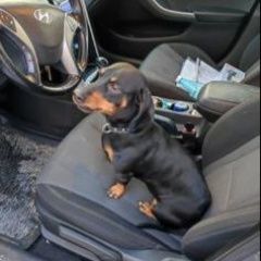 Подробнее об объявлении «Новосибирск Пропала собака» Фото: пропала собака Такса «Новосибирск Пропала собака» в г. Новосибирск