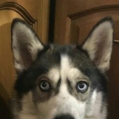Подробнее об объявлении «Апрелевка Пропала собака» Фото: пропала собака Сибирская хаски «Апрелевка Пропала собака» в г. Апрелевка