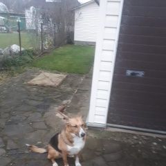 Подробнее об объявлении «Домодедово Пропала собака снт луч» Фото: пропала собака  «Домодедово Пропала собака снт луч» в г. Домодедово