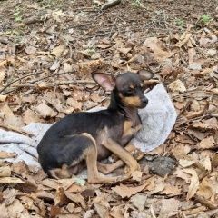 Подробнее об объявлении «Хабаровск Пропала собака в парке северный» Фото: пропала собака Той-терьер «Хабаровск Пропала собака в парке северный» в г. Хабаровск